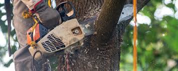 Best Hazardous Tree Removal  in Auberry, CA