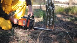 Lawn Renovation and Restoration in Auberry, CA