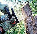 Reliable Auberry, CA Tree Care Solutions