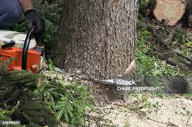 Best Root Management and Removal  in Auberry, CA