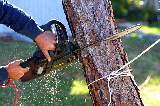 Best Lawn Maintenance Plans  in Auberry, CA