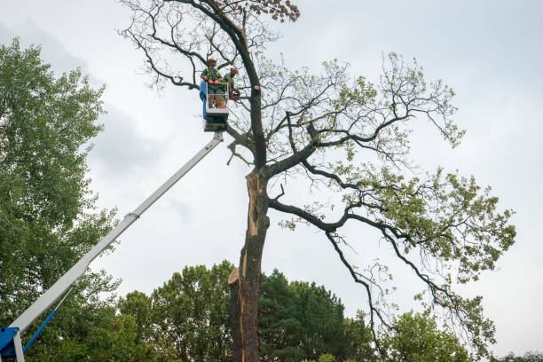 Best Tree Mulching  in Auberry, CA