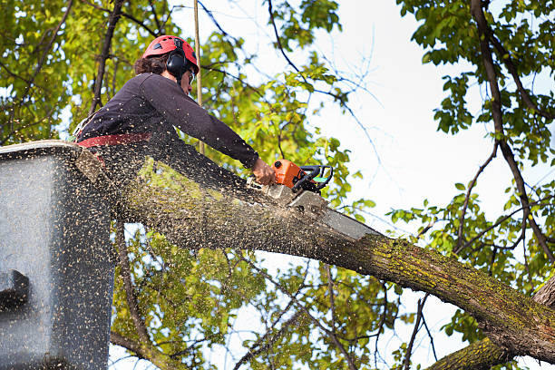 How Our Tree Care Process Works  in  Auberry, CA