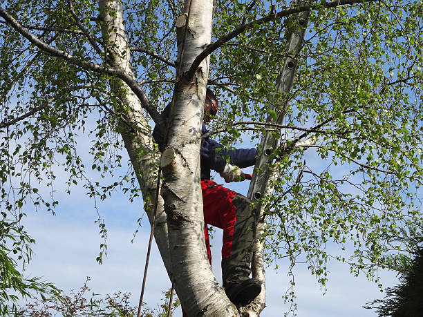 Best Pest Control for Lawns  in Auberry, CA