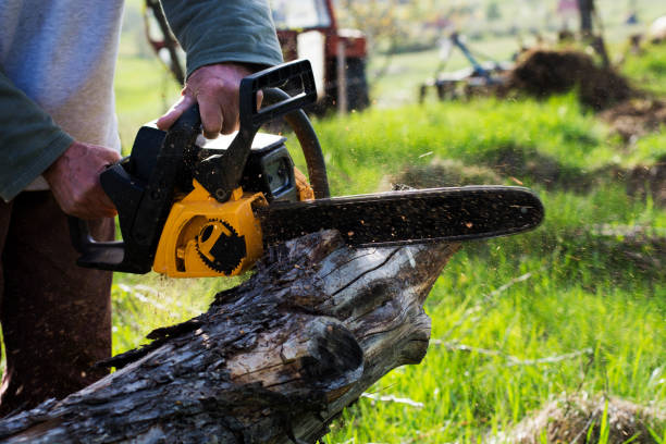 Tree and Shrub Care in Auberry, CA